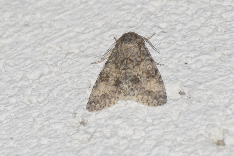 Acronicta megacephala - nagyfejű szigonyosbagoly