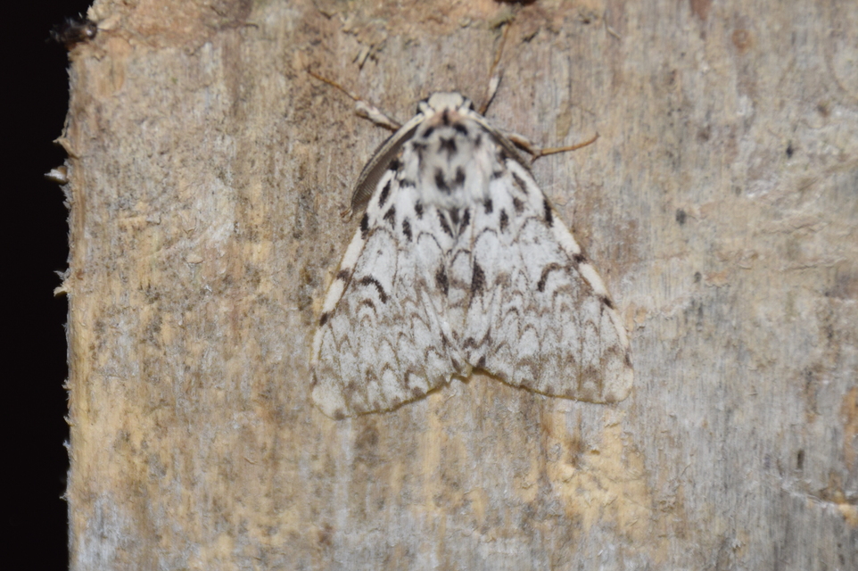 Lymantria monacha - apácalepke