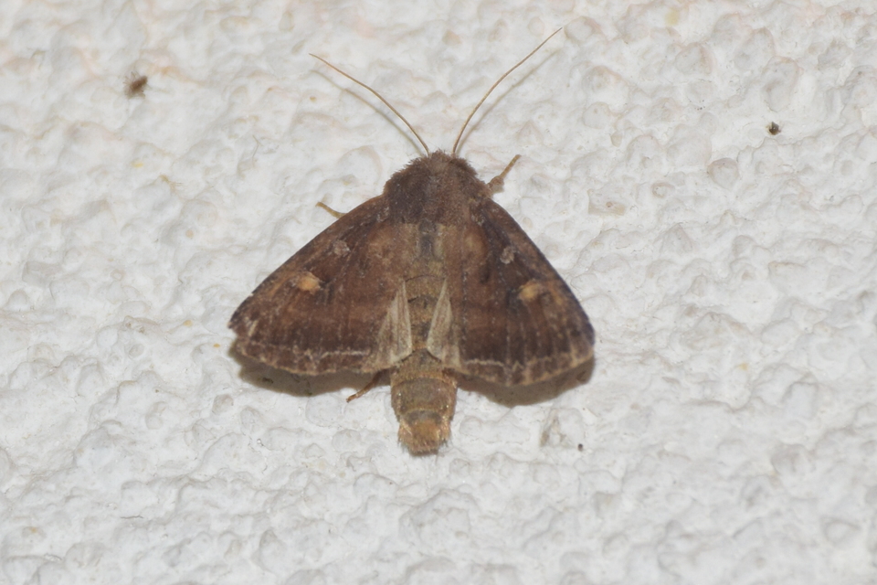 Lacanobia oleracea - saláta-kertibagoly