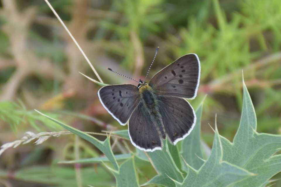 Lycaena tityrus - barna tűzlepke