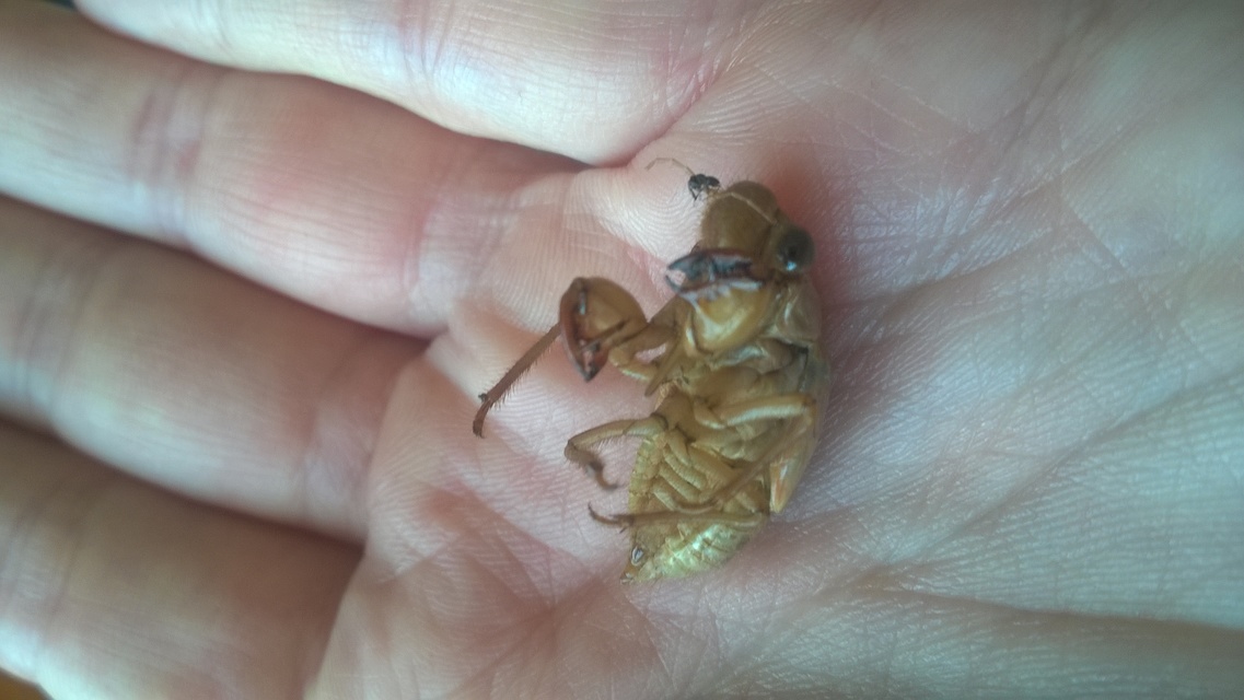 Cicadidae - énekeskabócák