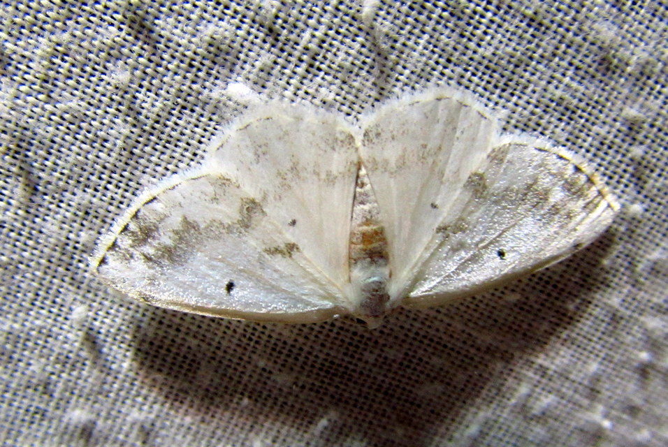 Lomographa temerata - foltos fehéraraszoló