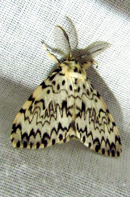 Lymantria monacha - apácalepke