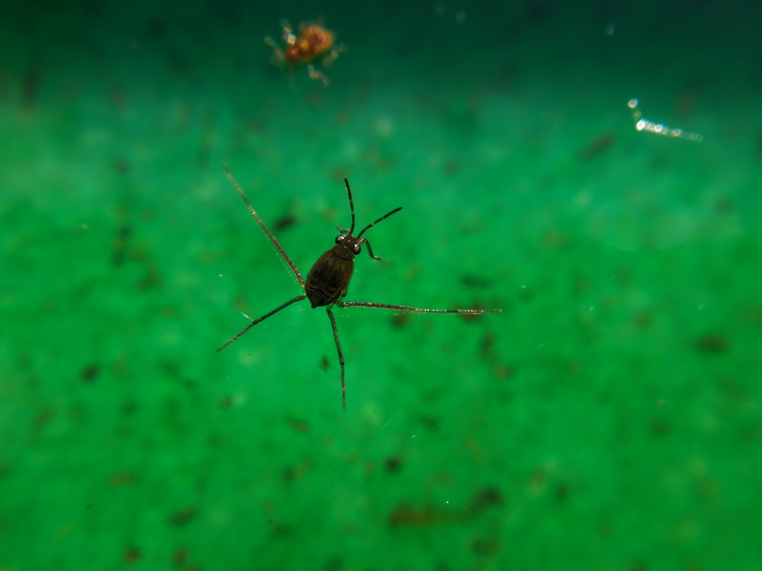 Gerridae - molnárpoloskák
