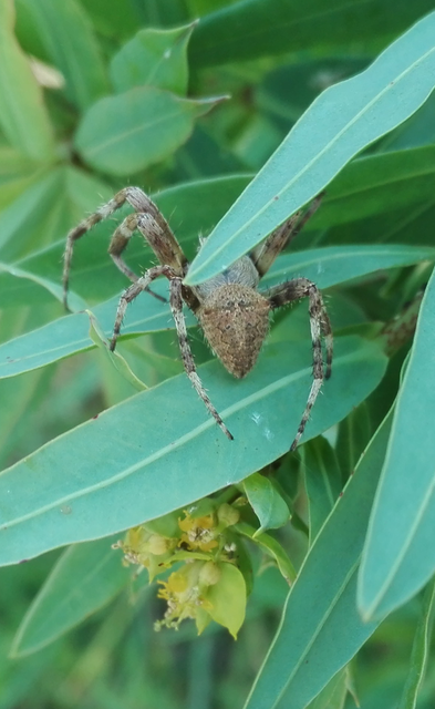 Araneus angulatus - vállas keresztespók