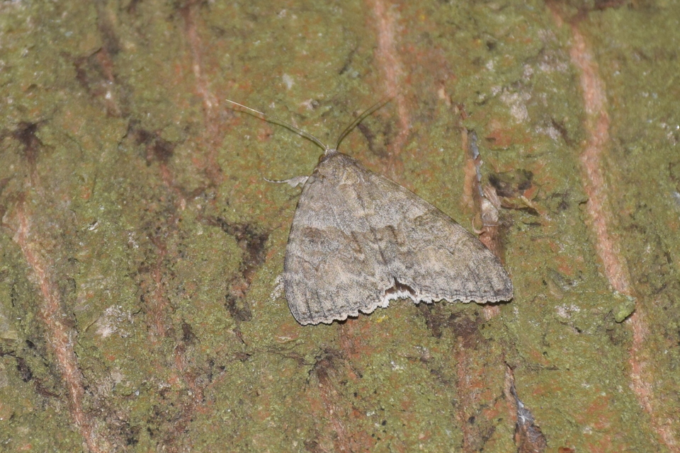Catocala nupta - piros övesbagoly