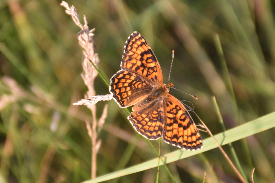 Melitaea phoebe - nagy tarkalepke