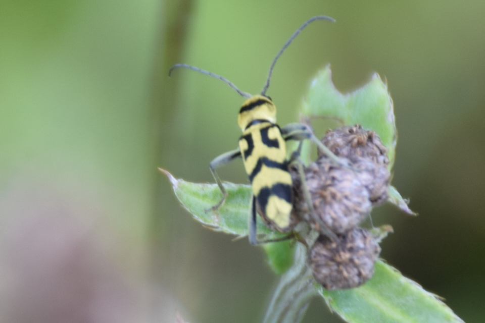 Chlorophorus varius - díszes darázscincér