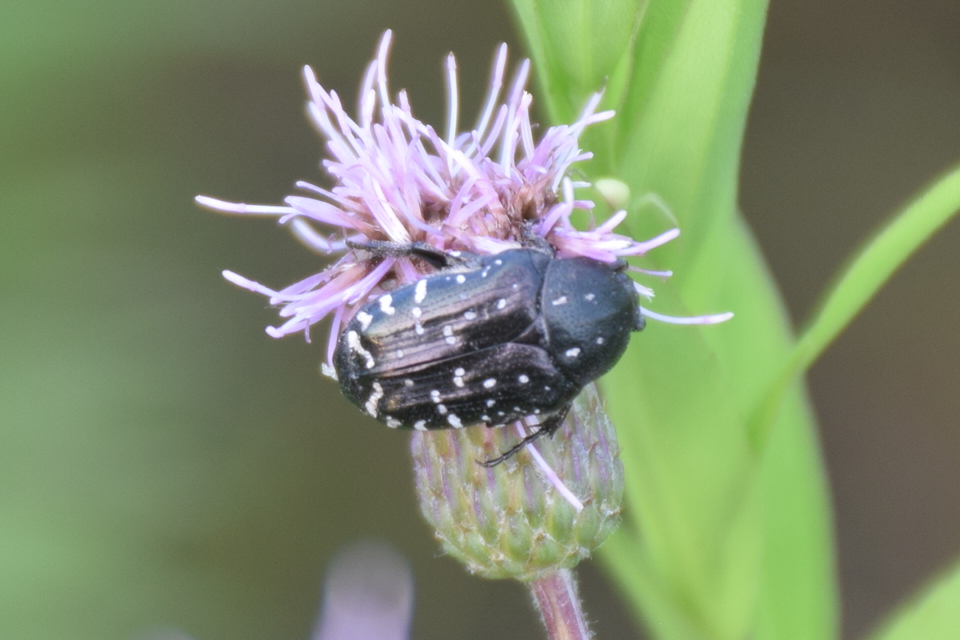 Oxythyrea funesta - sokpettyes virágbogár