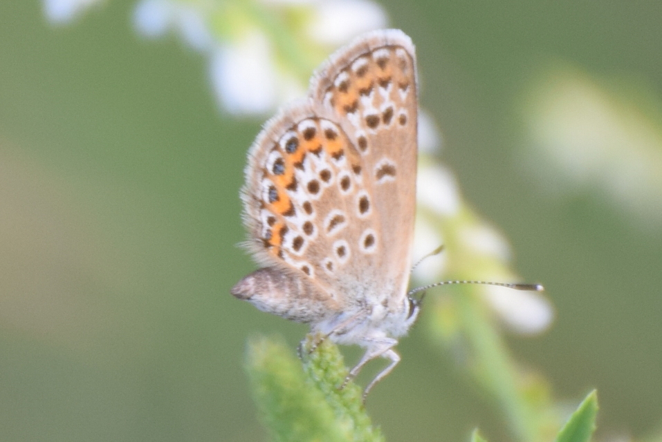 Plebejus argus - ezüstös boglárka