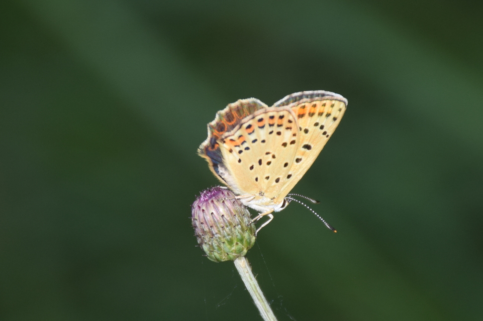 Lycaena tityrus - barna tűzlepke