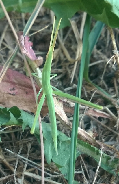 Acrida ungarica - sisakos sáska Acrida ungarica - sisakos sáska