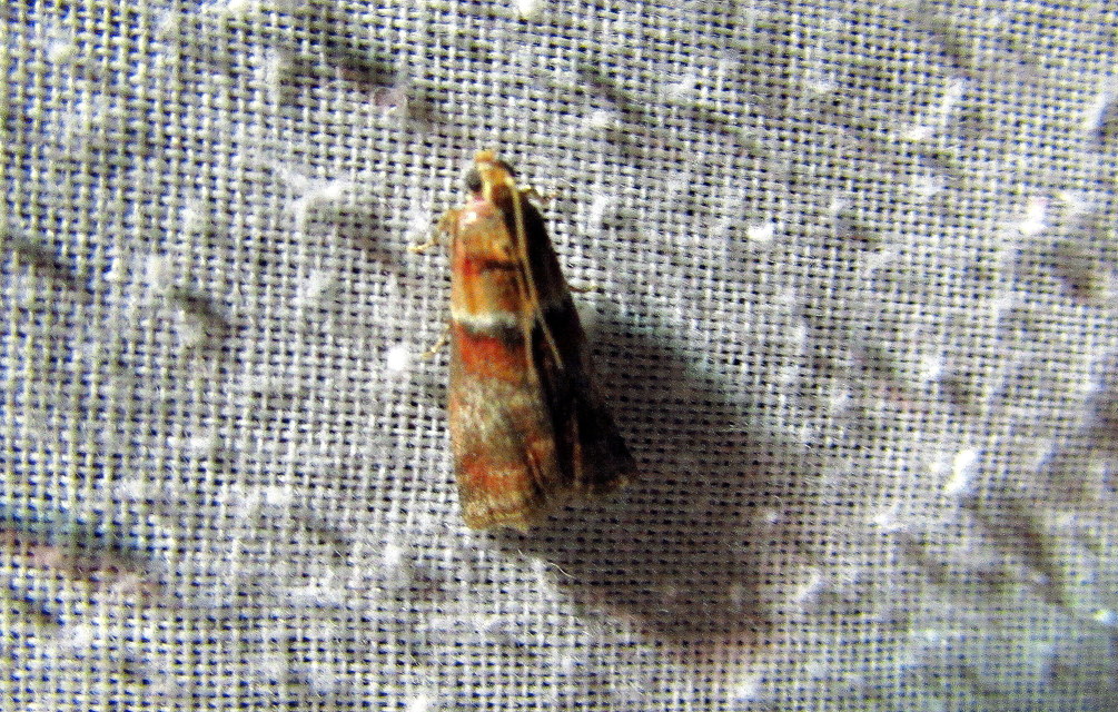 Acrobasis repandana - tarkamintás karcsúmoly