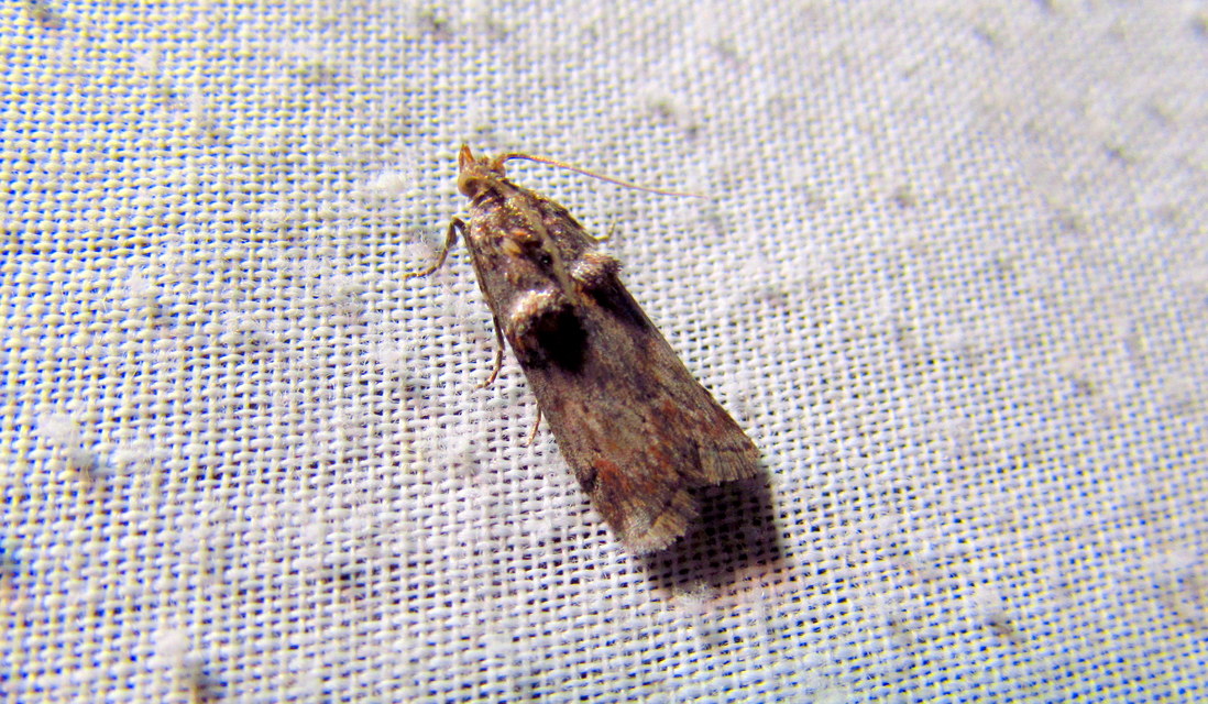 Acrobasis tumidana - bordás karcsúmoly