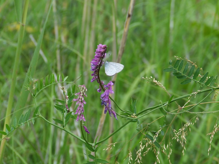 Celastrina argiolus - bengeboglárka