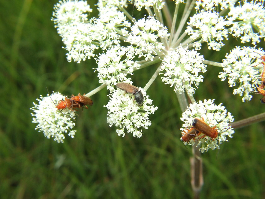 Agriotes ustulatus - mezei pattanó