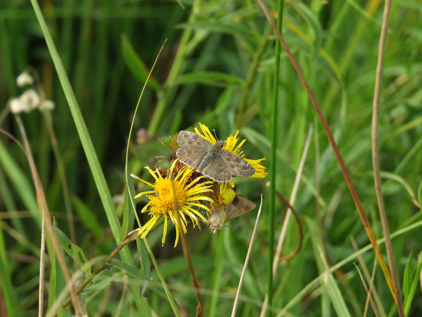 Erynnis tages - cigánylepke