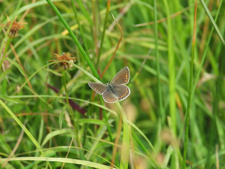Polyommatus icarus - közönséges boglárka