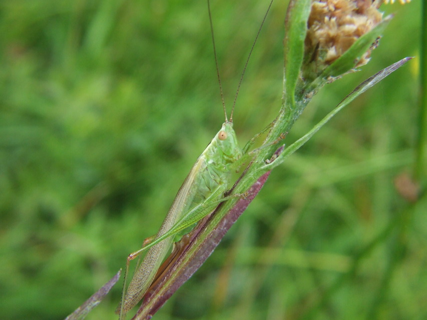 Conocephalus fuscus - kis kúpfejűszöcske