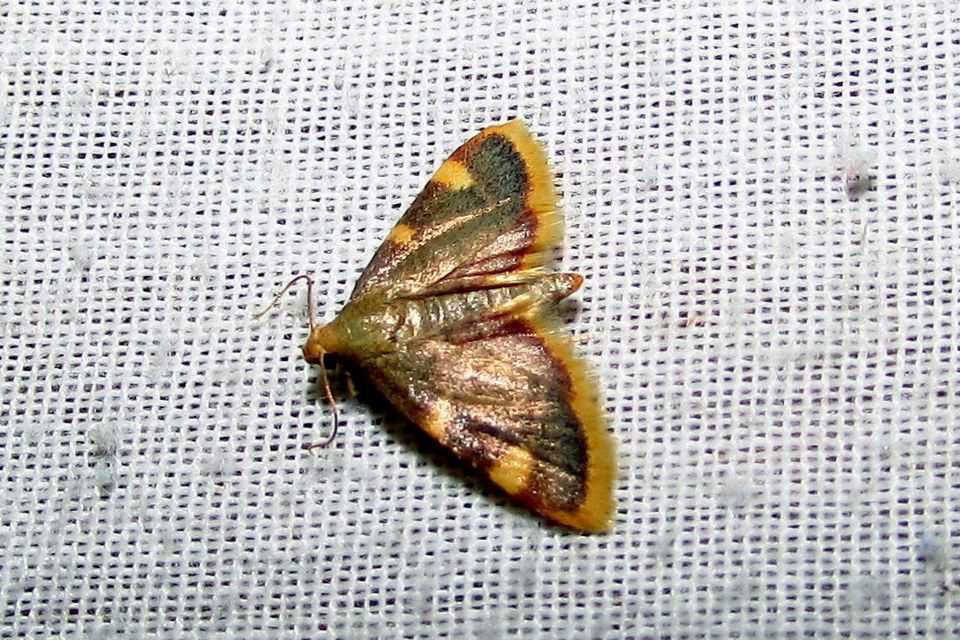 Hypsopygia costalis - szénailonca