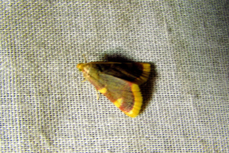 Hypsopygia costalis - szénailonca