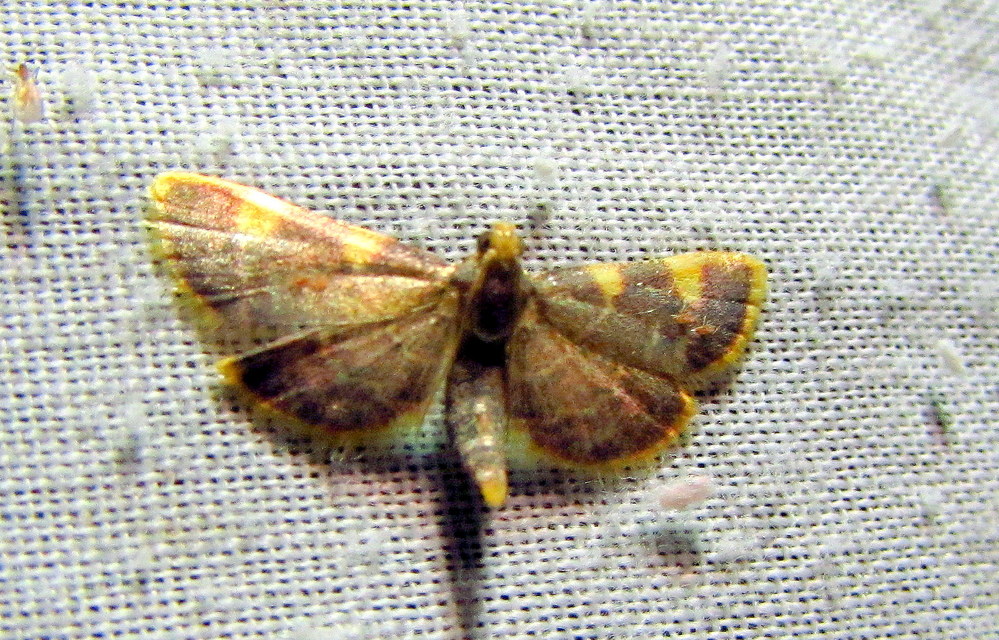 Hypsopygia costalis - szénailonca