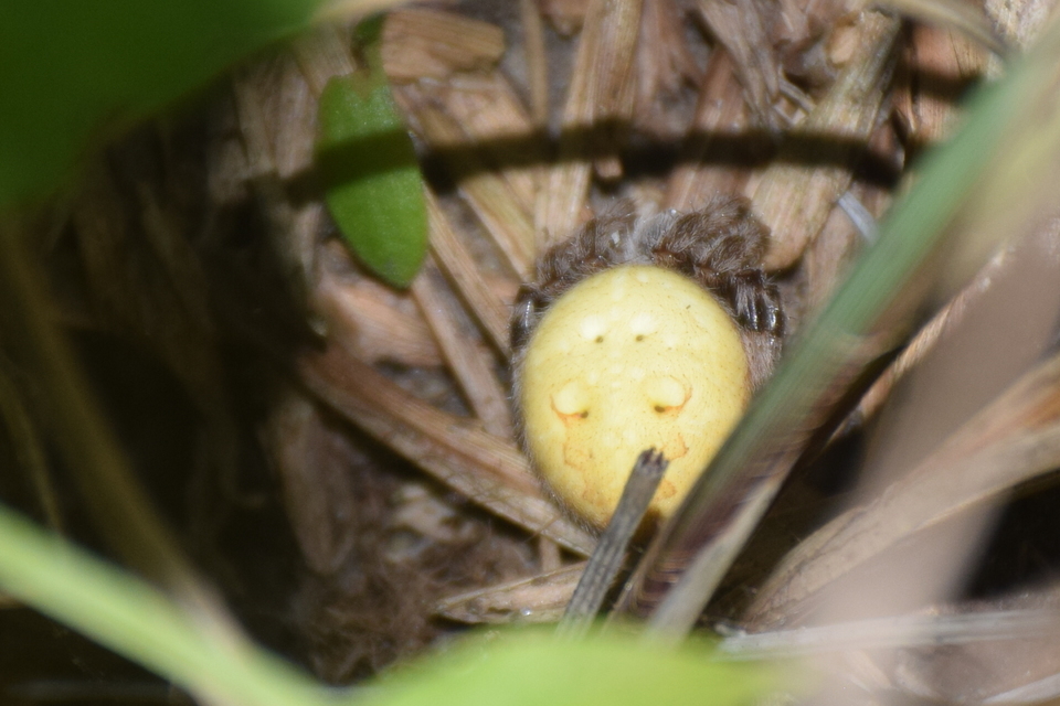 Araneus marmoreus - márványos keresztespók