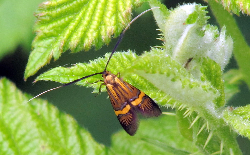 Nemophora degeerella - pompás tőrösmoly