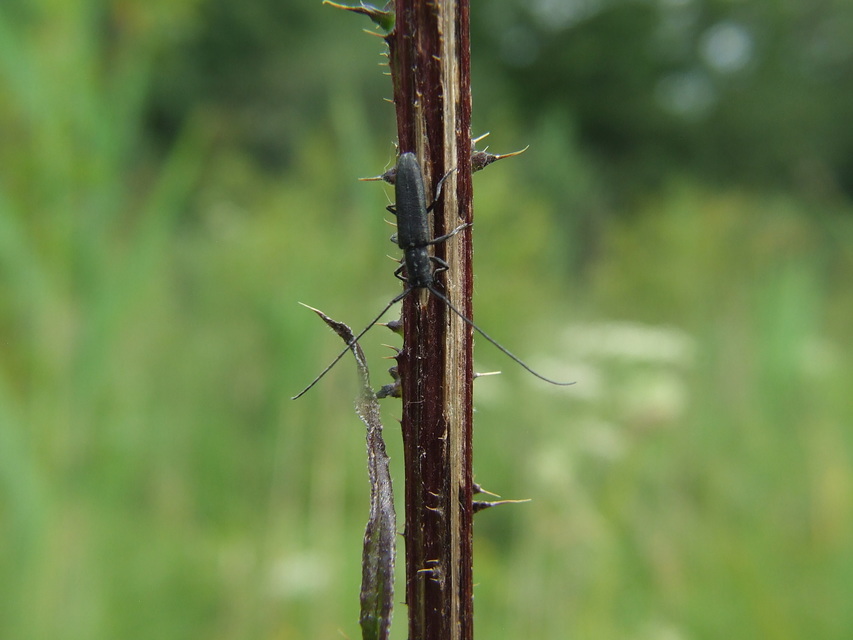 Agapanthia cardui - sávos bogáncscincér