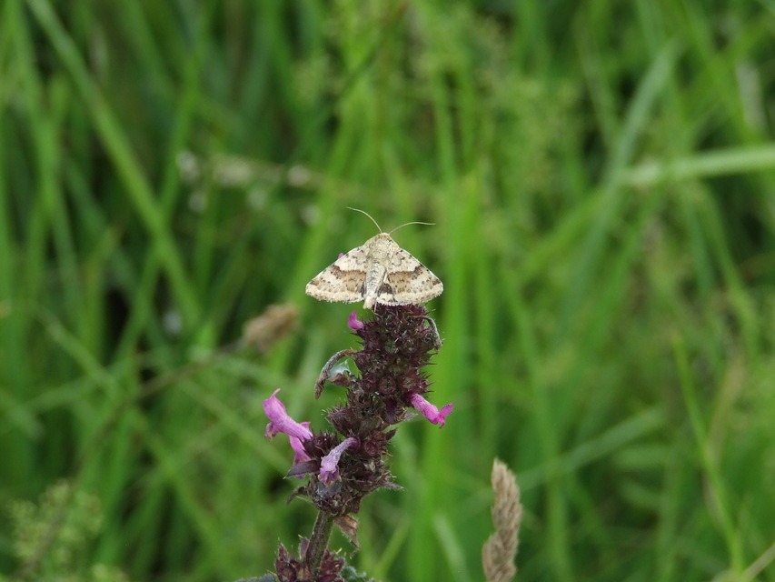 Heliothis