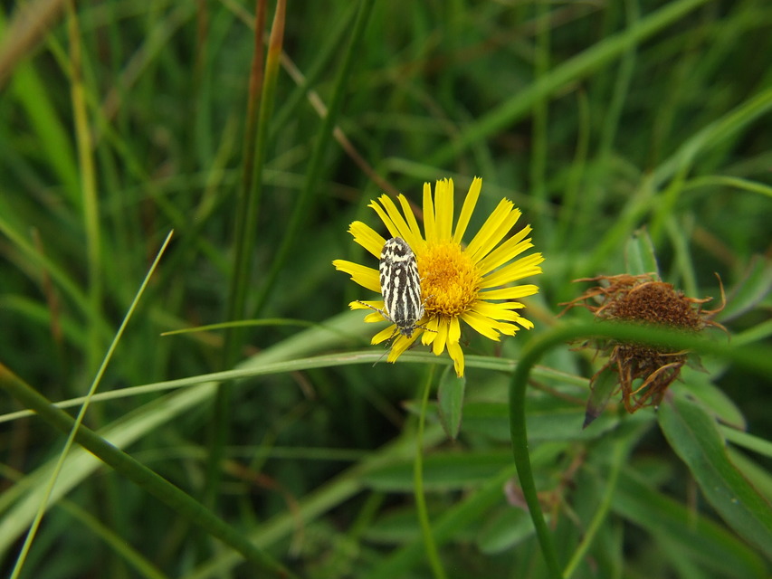 Emmelia trabealis - zebrabagoly