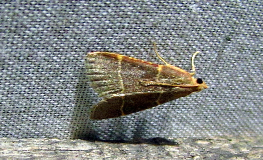Hypsopygia glaucinalis - rezes fényilonca