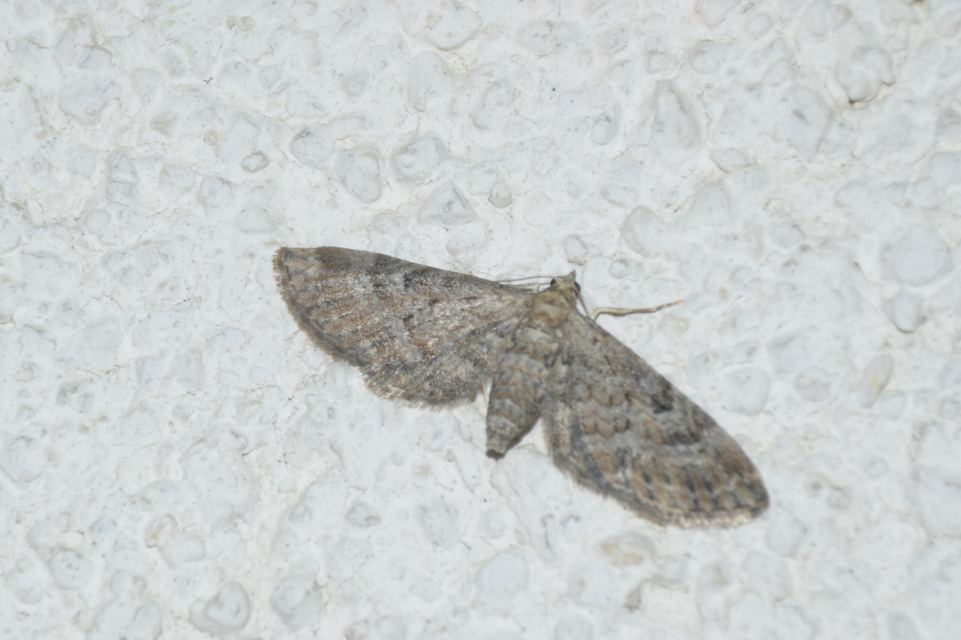 Eupithecia