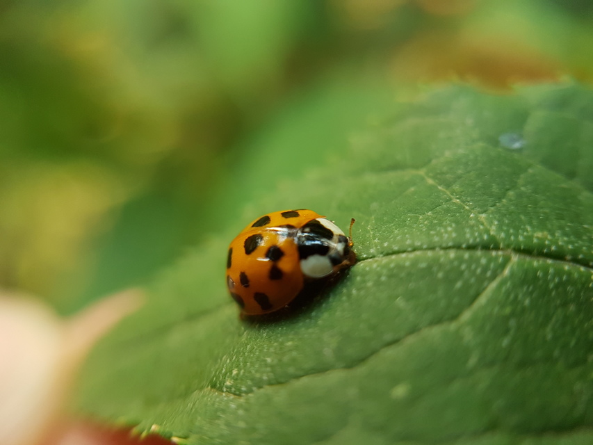 Harmonia axyridis - harlekinkatica