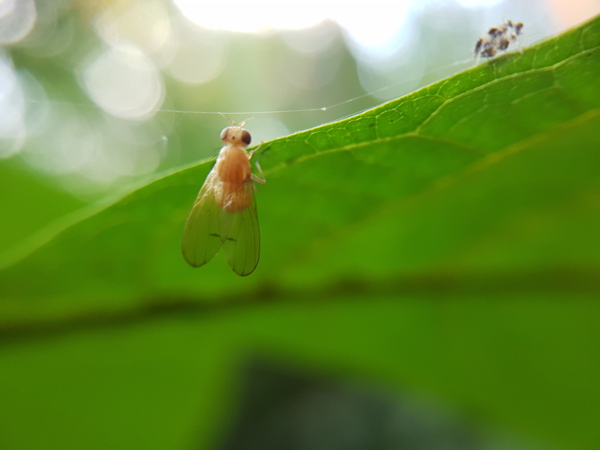 Homoneura