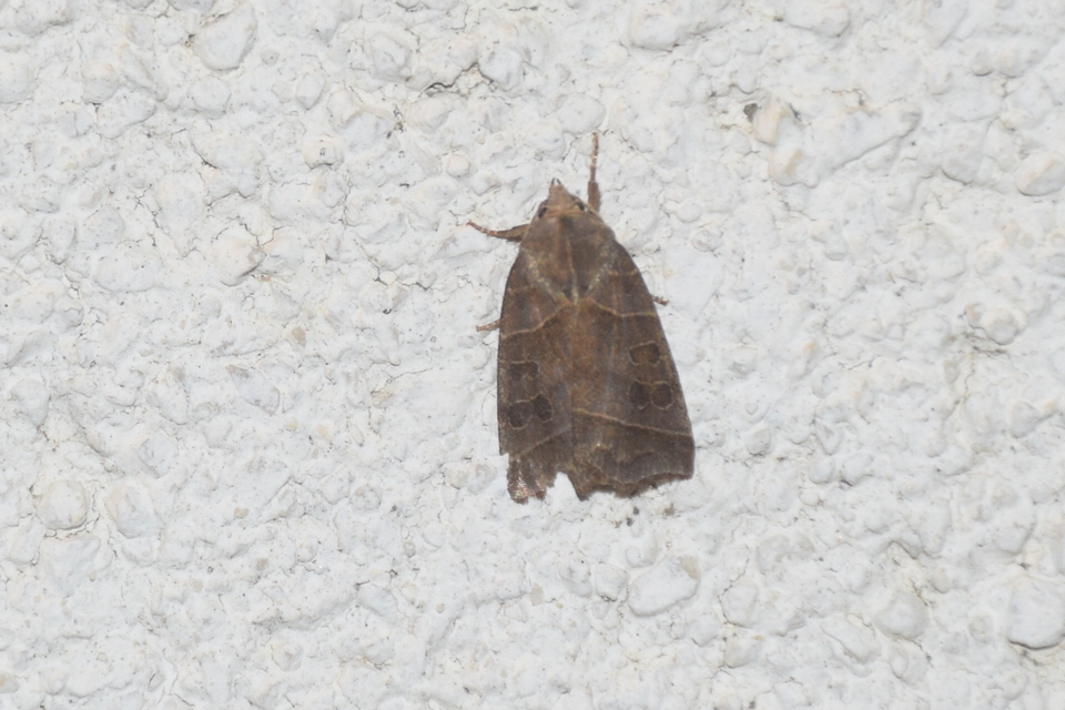 Ipimorpha retusa - sarlós fűzbagoly