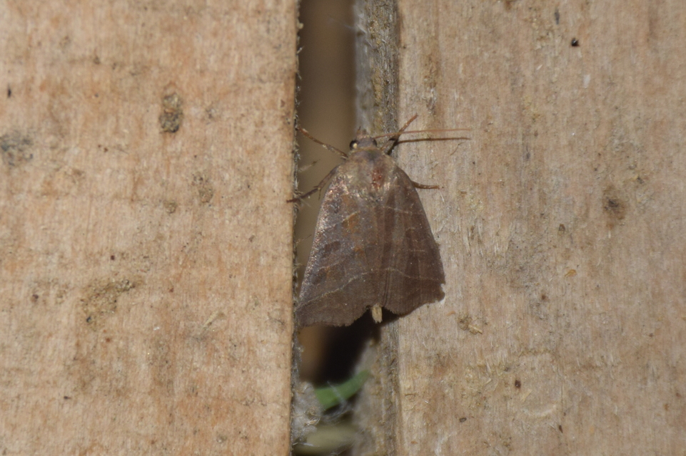Ipimorpha retusa - sarlós fűzbagoly