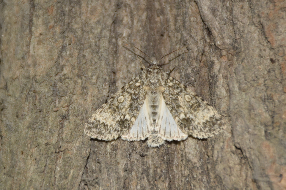 Acronicta megacephala - nagyfejű szigonyosbagoly