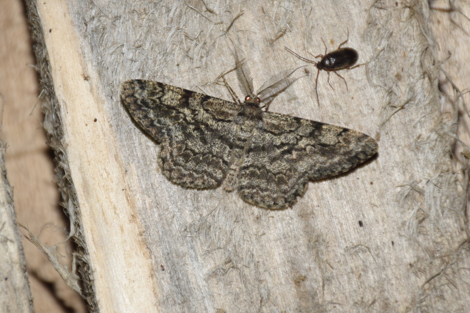 Hypomecis roboraria - nagy tölgyfaaraszoló