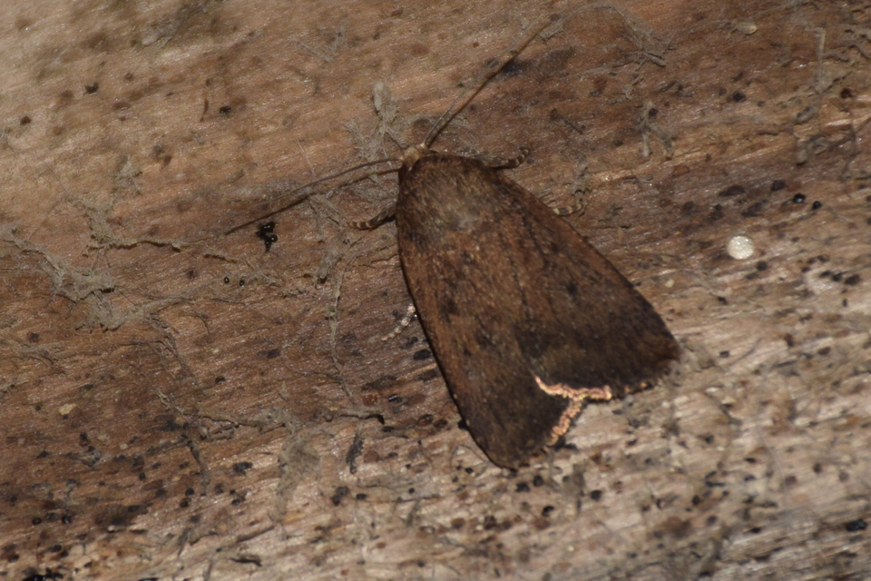 Amphipyra tragopoginis - bakszakállbagoly