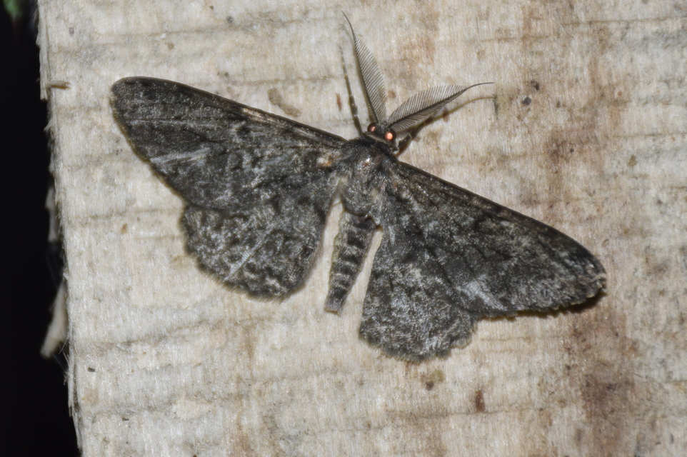 Hypomecis roboraria - nagy tölgyfaaraszoló