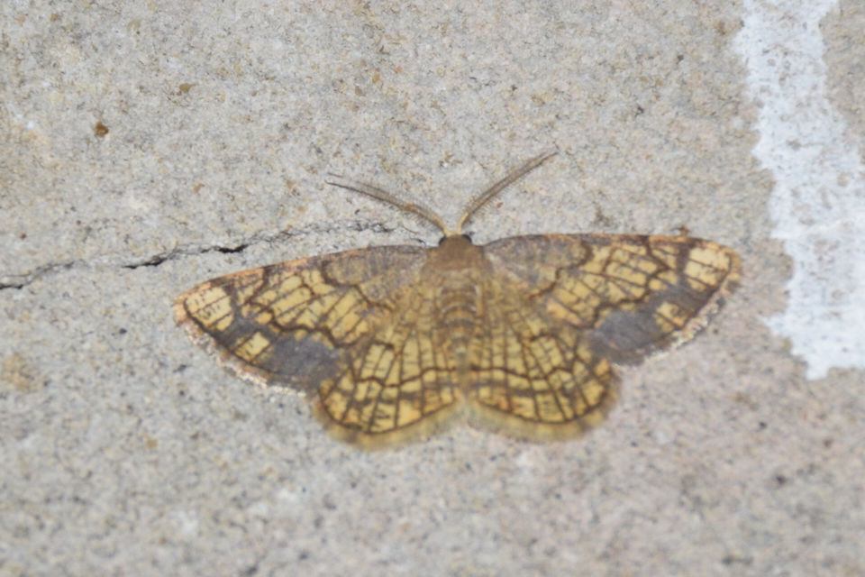 Stegania dilectaria - fehérnyár-araszoló