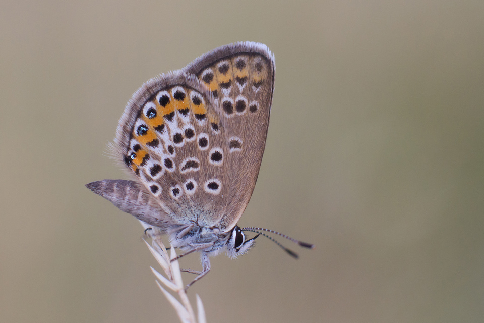 Plebejus argus - ezüstös boglárka