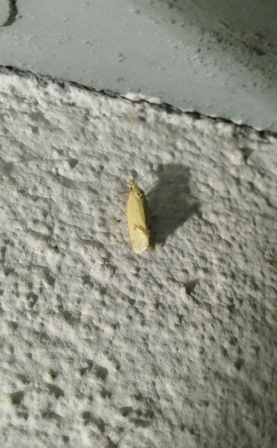 Agapeta hamana - közönséges sárgamoly