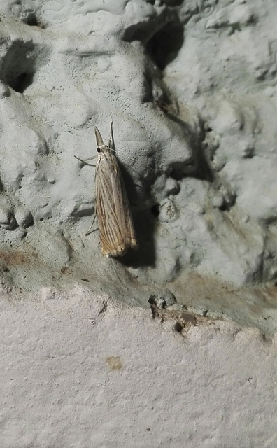 Chrysoteuchia culmella - kerti fűgyökérmoly