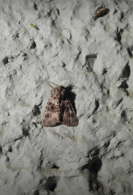 Hecatera dysodea - parajbagoly