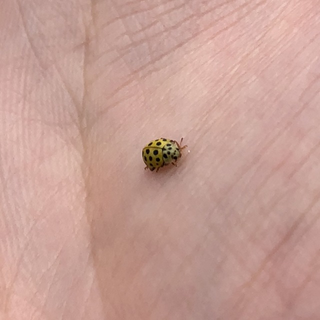 Psyllobora vigintiduopunctata - huszonkétpettyes katica