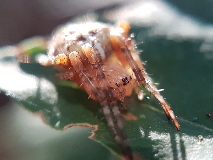 Araneus diadematus - koronás keresztespók