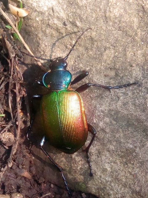 Calosoma sycophanta - aranyos bábrabló