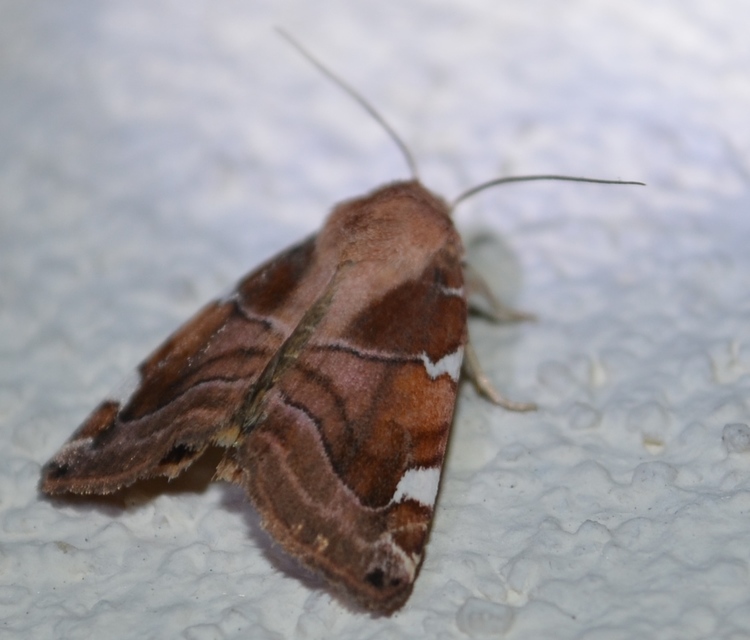 Cosmia diffinis - szilfa-lombbagoly